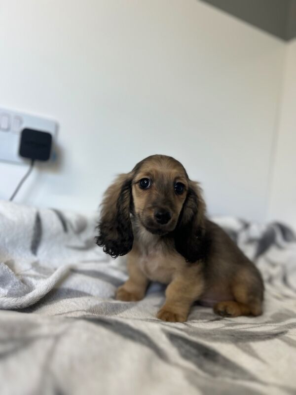 Dachshund puppies for sale in Wisbech, Cambridgeshire – KC registered, 3 months old - Image 3 of 6