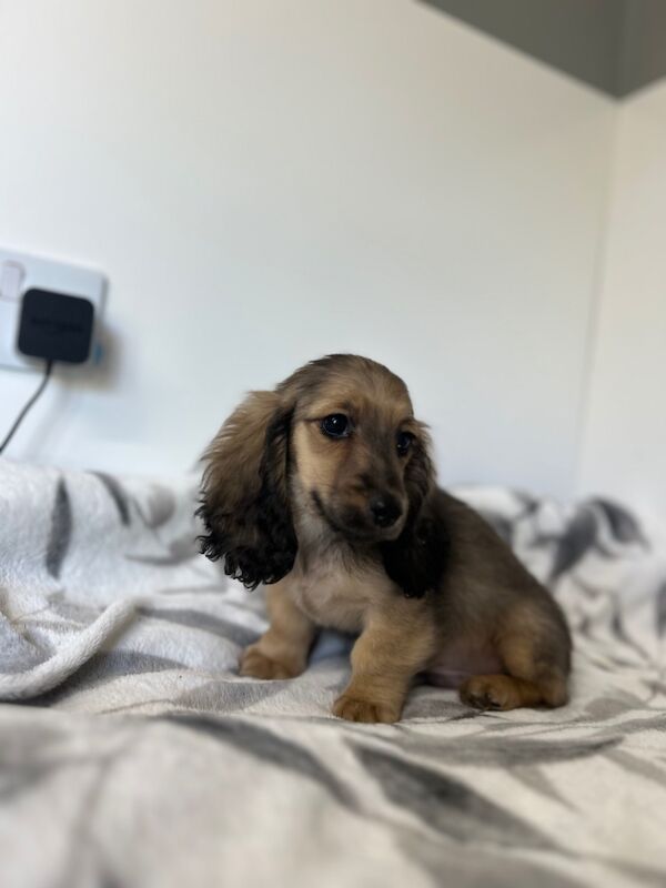 Dachshund puppies for sale in Wisbech, Cambridgeshire – KC registered, 3 months old - Image 4 of 6