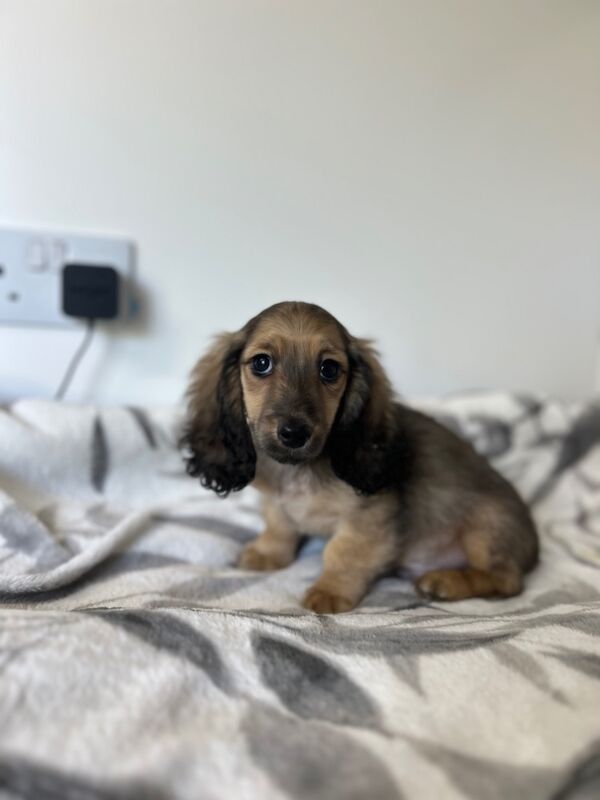 Dachshund puppies for sale in Wisbech, Cambridgeshire – KC registered, 3 months old - Image 6 of 6