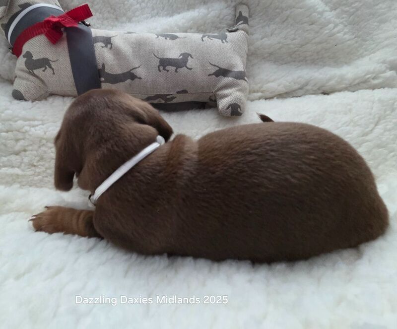 Dachshund puppies for sale in Walsall, West Midlands – 3 weeks old