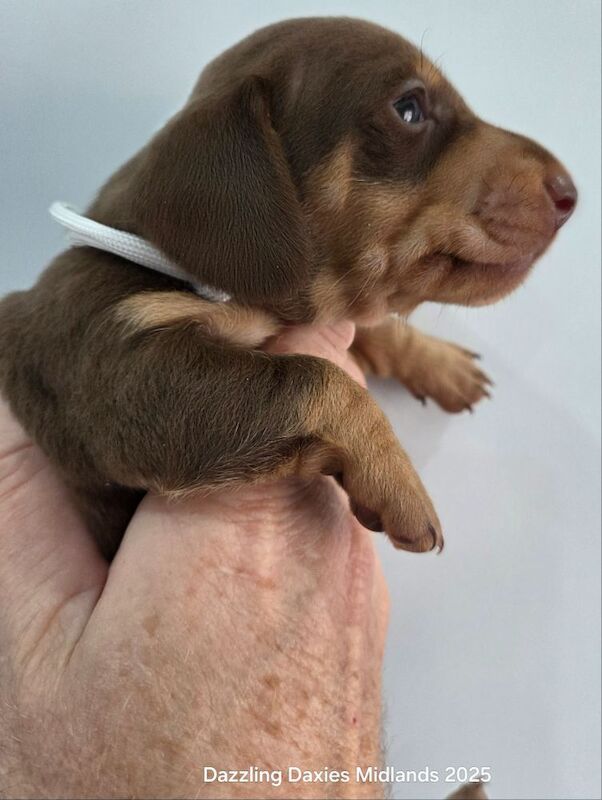 Dachshund puppies for sale in Walsall, West Midlands – 3 weeks old - Image 2 of 11
