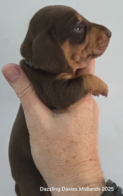 Dachshund puppies for sale in Walsall, West Midlands – 3 weeks old - Image 3 of 11