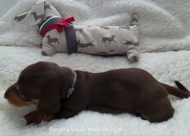 Dachshund puppies for sale in Walsall, West Midlands – 3 weeks old - Image 4 of 11
