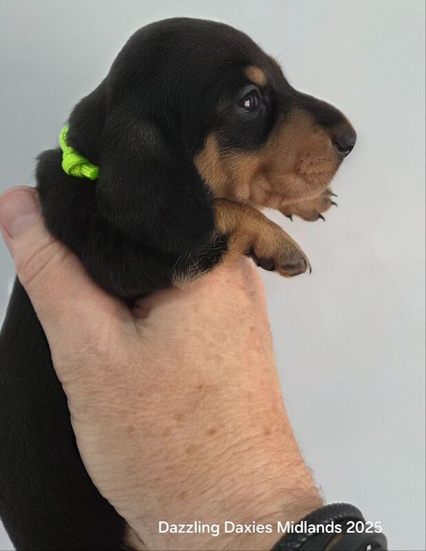 Dachshund puppies for sale in Walsall, West Midlands – 3 weeks old - Image 5 of 11