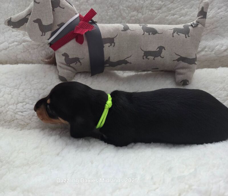 Dachshund puppies for sale in Walsall, West Midlands – 3 weeks old - Image 6 of 11