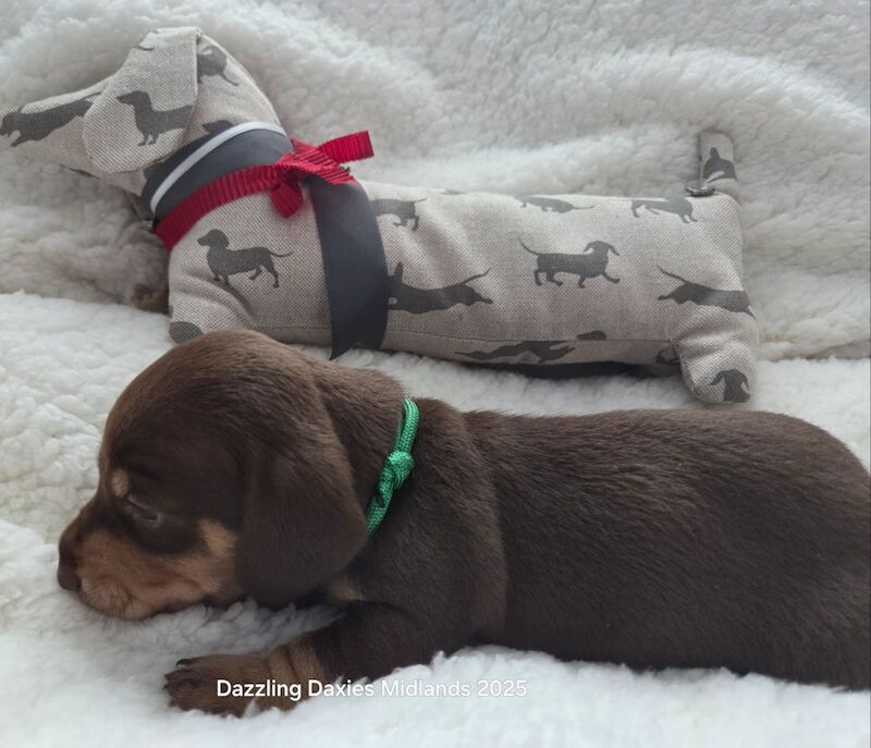 Dachshund puppies for sale in Walsall, West Midlands – 3 weeks old - Image 7 of 11