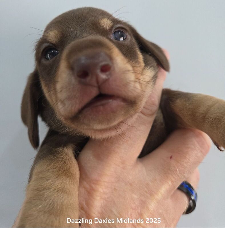 Dachshund puppies for sale in Walsall, West Midlands – 3 weeks old - Image 8 of 11
