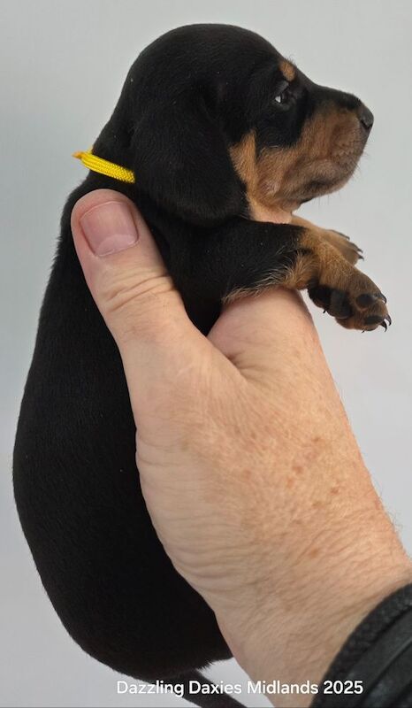 Dachshund puppies for sale in Walsall, West Midlands – 3 weeks old - Image 9 of 11