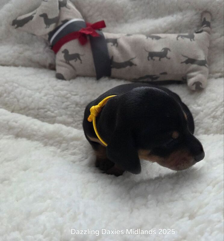 Dachshund puppies for sale in Walsall, West Midlands – 3 weeks old - Image 10 of 11
