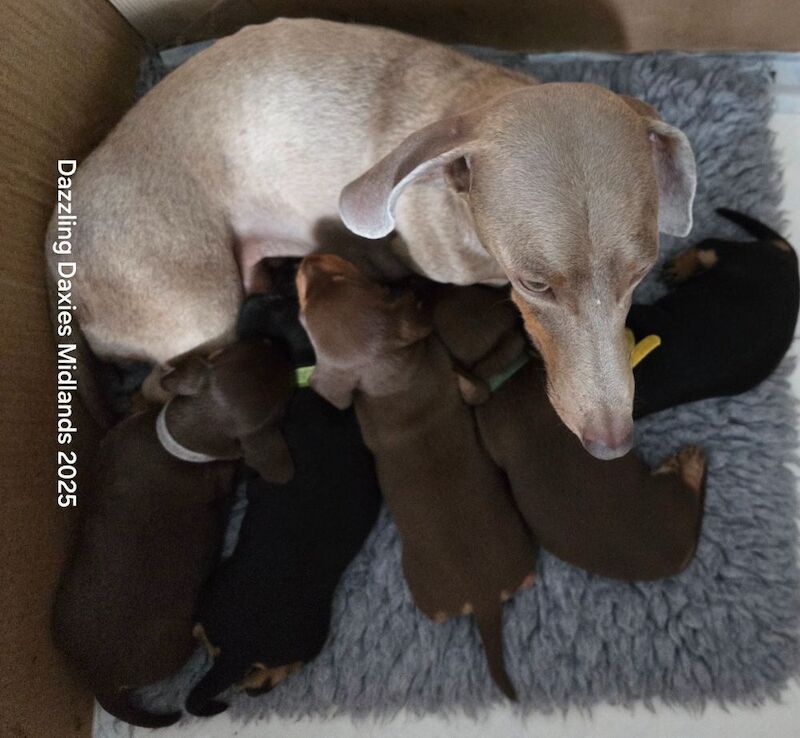Dachshund puppies for sale in Walsall, West Midlands – 3 weeks old - Image 11 of 11