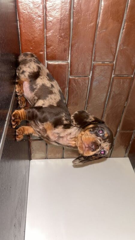 Dachshund puppies for sale in Stockwood, Bristol – 8 weeks old