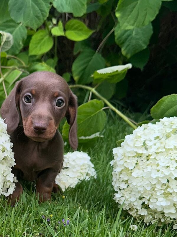 Dachshund puppies for sale in Bootle, Merseyside – 8 weeks old
