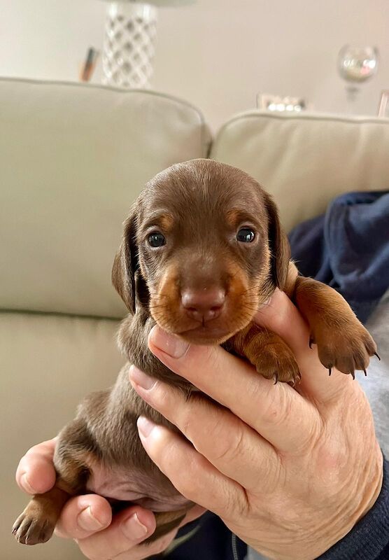 Smooth Haired Chocolate and Tan Miniature Dachshund. for sale in Nottingham, Nottinghamshire
