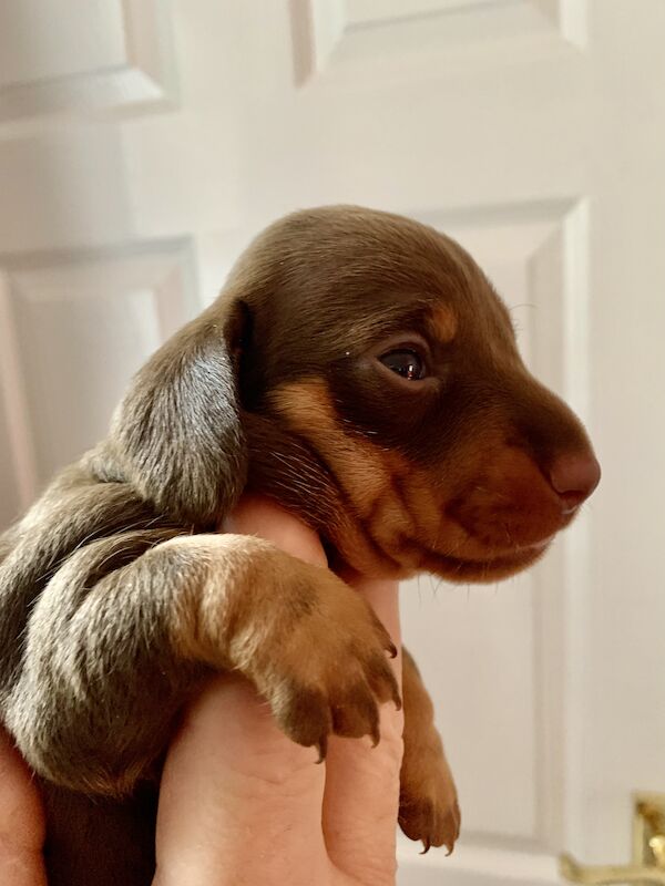 Smooth Haired Chocolate and Tan Miniature Dachshund. for sale in Nottingham, Nottinghamshire | Image 2