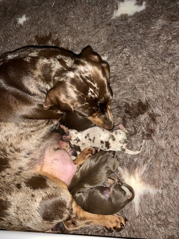 Smooth Haired Chocolate and Tan Miniature Dachshund. for sale in Nottingham, Nottinghamshire | Image 4