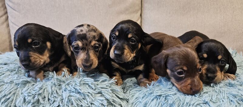 Smooth Miniature Dachshund for sale in Southampton, Hampshire