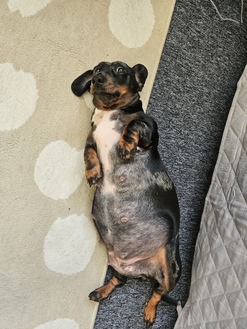 Dachshund puppies for sale in Southampton, Hampshire – 1 year old - Image 6 of 9