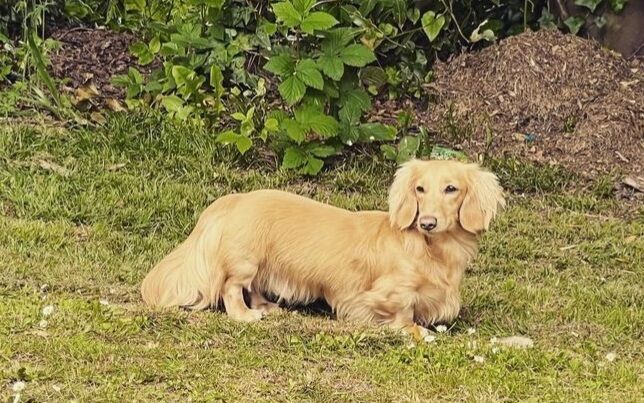 Dachshund puppies for sale in Southampton, Hampshire – 1 year old - Image 7 of 9