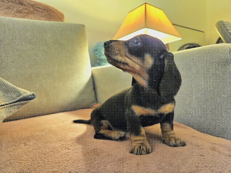 BOY Black and Tan Miniature Dachshund for sale in Southampton, Hampshire | Image 4