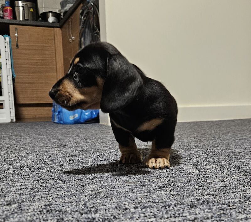 Miniature Dachshund for sale in Southampton, Hampshire