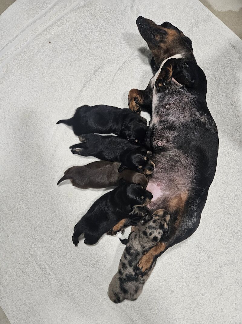 Dachshund puppies for sale in Southampton, Hampshire – 1 year old - Image 8 of 9