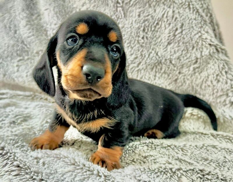 Dachshund puppies for sale in Durham – 5 weeks old - Image 5 of 5