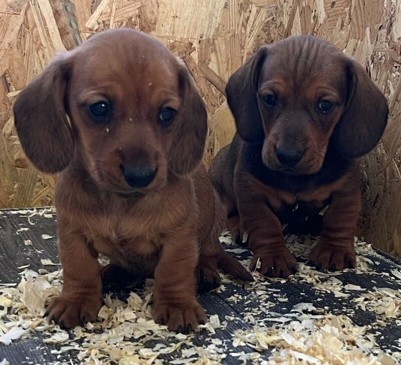 Dachshund puppies for sale in Durham – 7 weeks old - Image 4 of 9