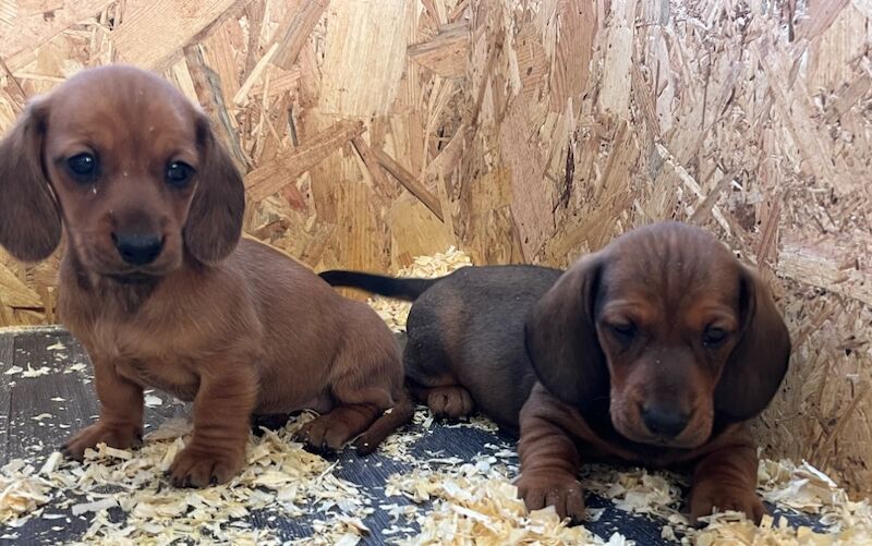 Dachshund puppies for sale in Durham – 7 weeks old - Image 5 of 9