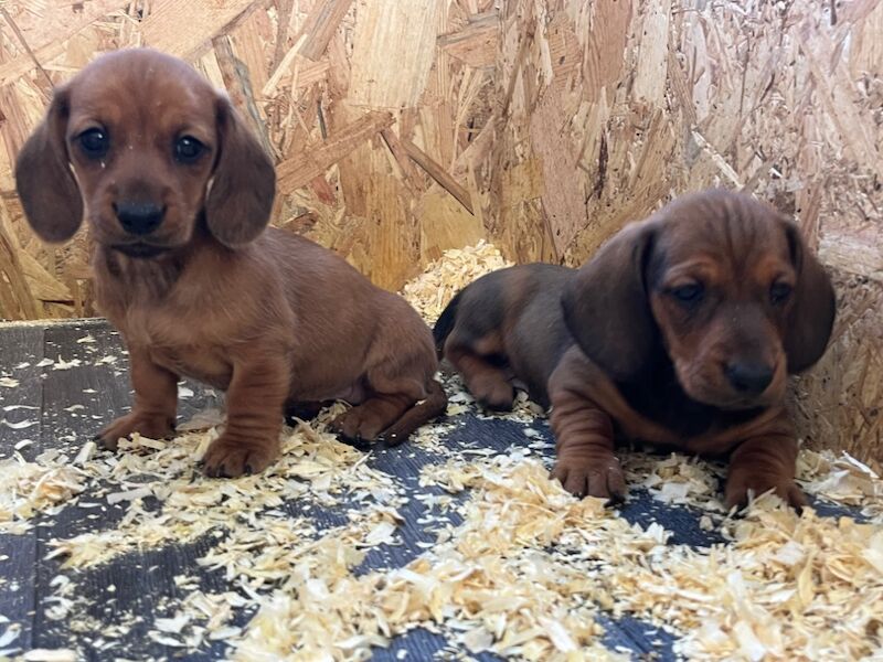 Dachshund puppies for sale in Durham – 7 weeks old - Image 6 of 9