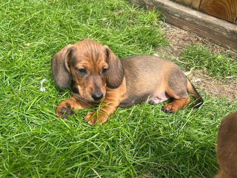 Dachshund puppies for sale in Durham – 8 weeks old
