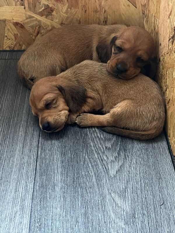 Dachshund puppies for sale in Durham – 5 weeks old