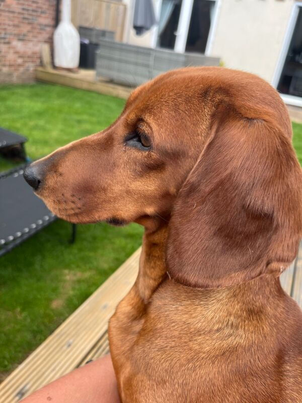 Dachshund puppies for sale in Durham – 5 weeks old - Image 2 of 5