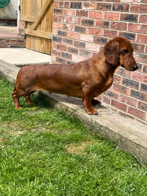Dachshund puppies for sale in Durham – 5 weeks old - Image 3 of 5