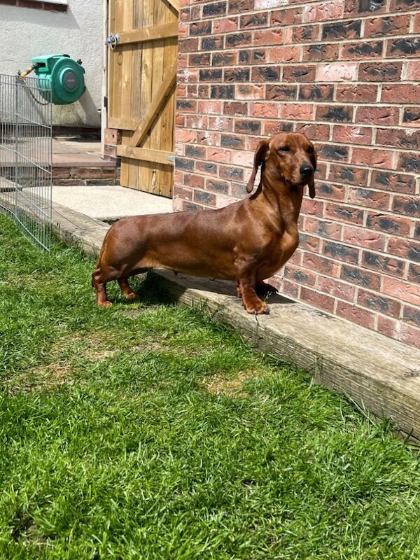 Dachshund puppies for sale in Durham – 5 weeks old - Image 4 of 5
