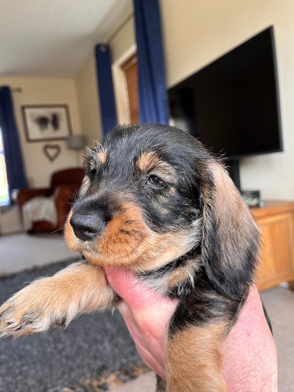 Standard wire hair dachshund pups for sale in Faringdon, Oxfordshire