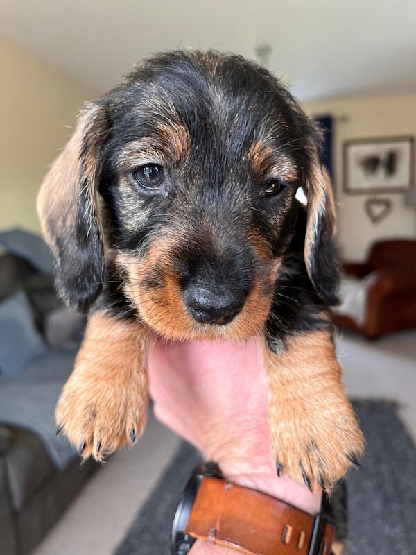Dachshund puppies for sale in Faringdon, Oxfordshire – KC registered, 1 year old - Image 2 of 7