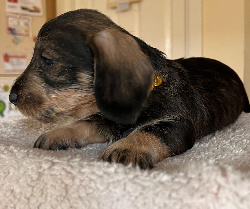 Standard wire hair dachshund pups for sale in Faringdon, Oxfordshire | Image 3