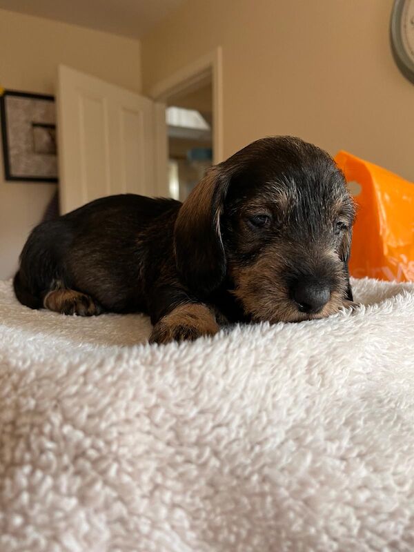 Standard wire hair dachshund pups for sale in Faringdon, Oxfordshire | Image 4