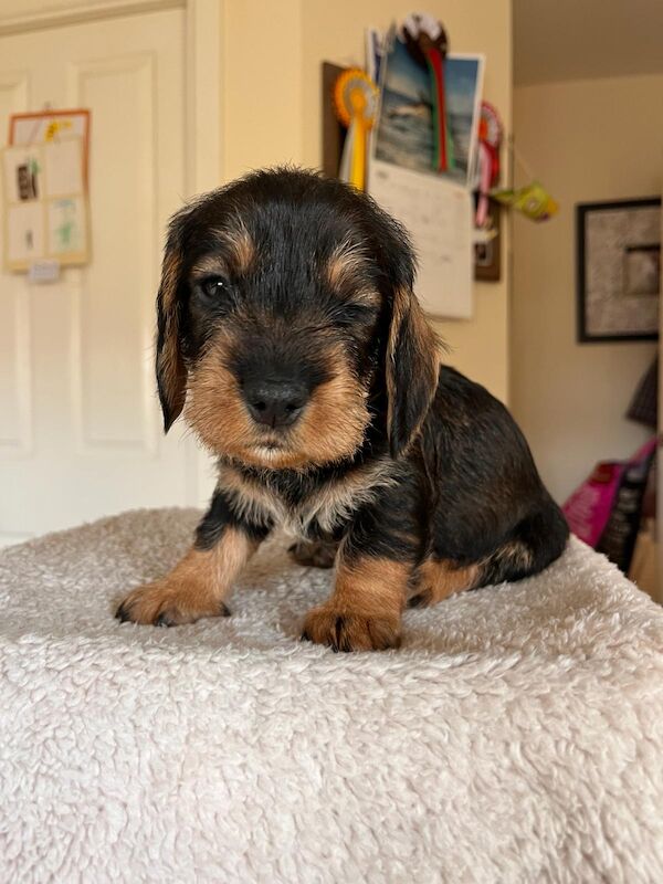 Dachshund puppies for sale in Faringdon, Oxfordshire – KC registered, 1 year old - Image 6 of 7