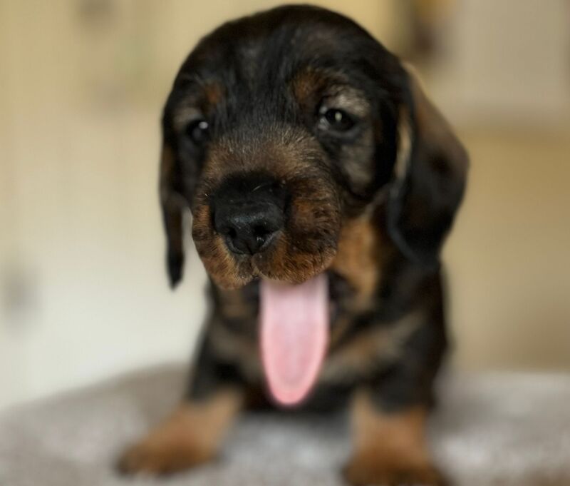Dachshund puppies for sale in Faringdon, Oxfordshire – KC registered, 1 year old - Image 7 of 7