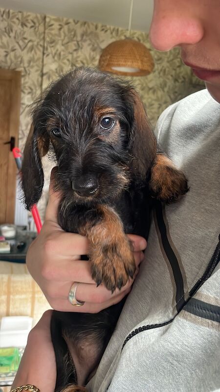 Dachshund puppies for sale in Northumberland – KC registered, 11 weeks old