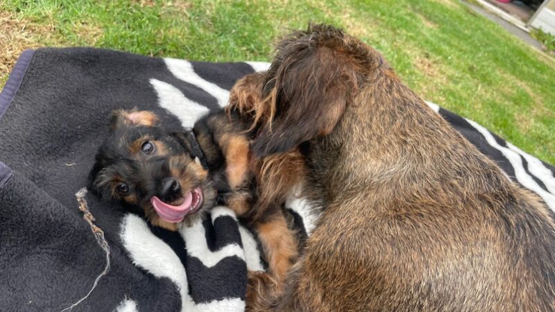 Dachshund puppies for sale in Northumberland – KC registered, 11 weeks old - Image 2 of 4