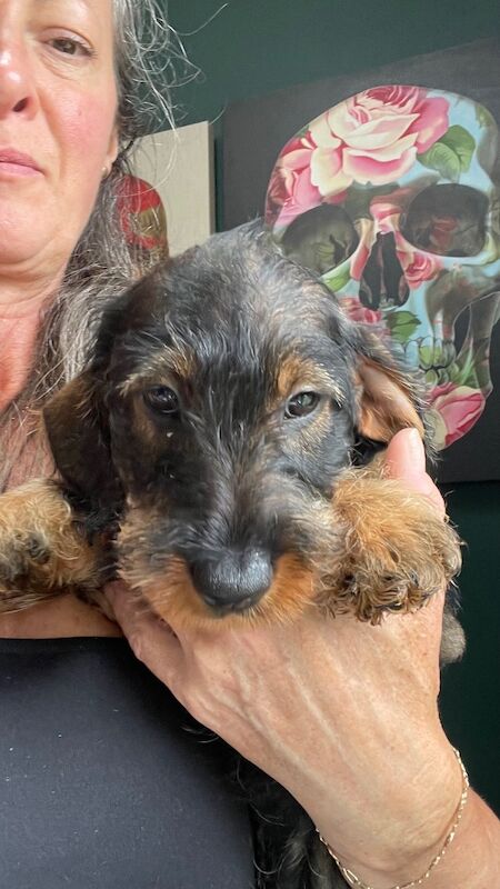 Dachshund puppies for sale in Northumberland – KC registered, 11 weeks old - Image 3 of 4