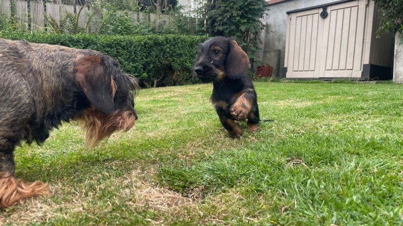 Dachshund puppies for sale in Northumberland – KC registered, 11 weeks old - Image 4 of 4