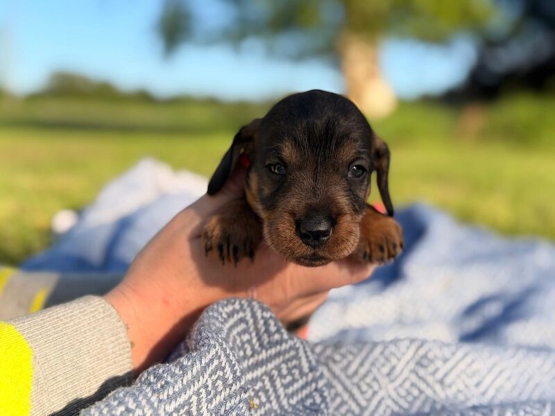 Standard Wire haired Dachshunds for sale in King's Lynn, Norfolk