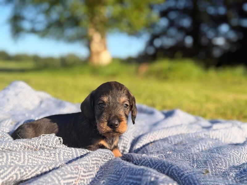 Standard Wire haired Dachshunds for sale in King's Lynn, Norfolk | Image 2
