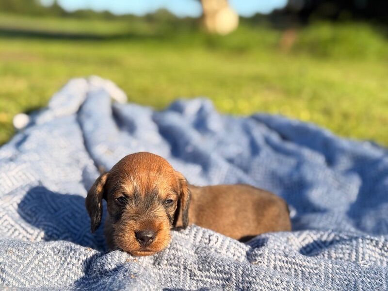 Dachshund puppies for sale in King's Lynn, Norfolk – 11 weeks old - Image 3 of 6