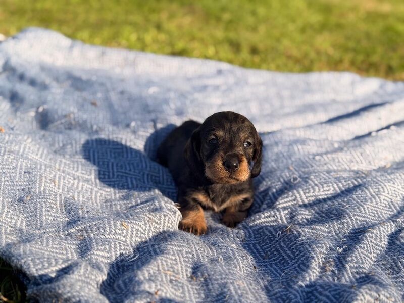 Dachshund puppies for sale in King's Lynn, Norfolk – 11 weeks old - Image 5 of 6