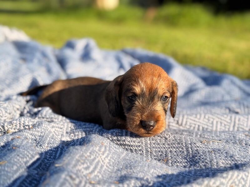 Dachshund puppies for sale in King's Lynn, Norfolk – 11 weeks old - Image 6 of 6
