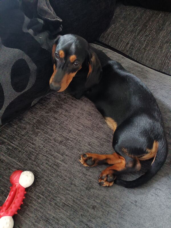 Stanley the miniature dachshund for sale in Tipton, West Midlands